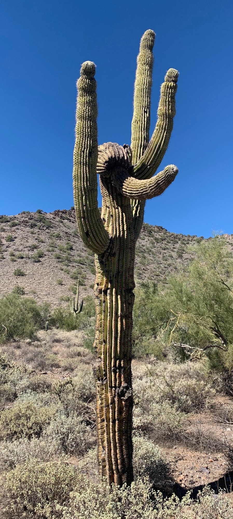 Saguaro Cactus